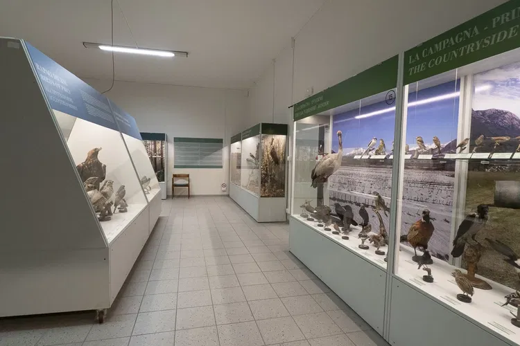 Museo Ornitologico Luigi Scanagatta