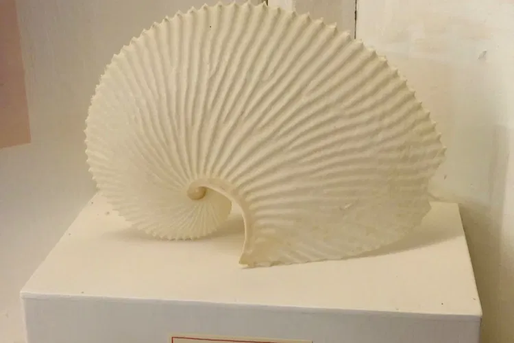 Museo di Storia Naturale dell’Università di Pisa