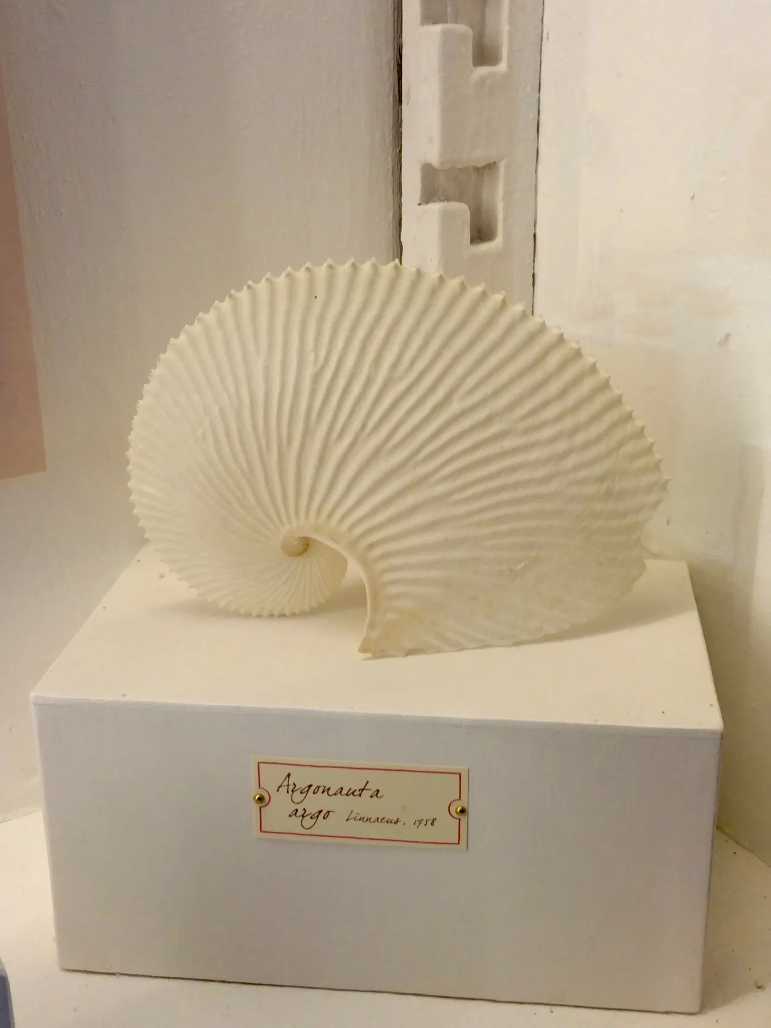 Natural History Museum of the University of Pisa