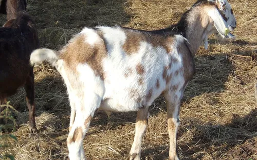 Parc Animalier d'Écouves