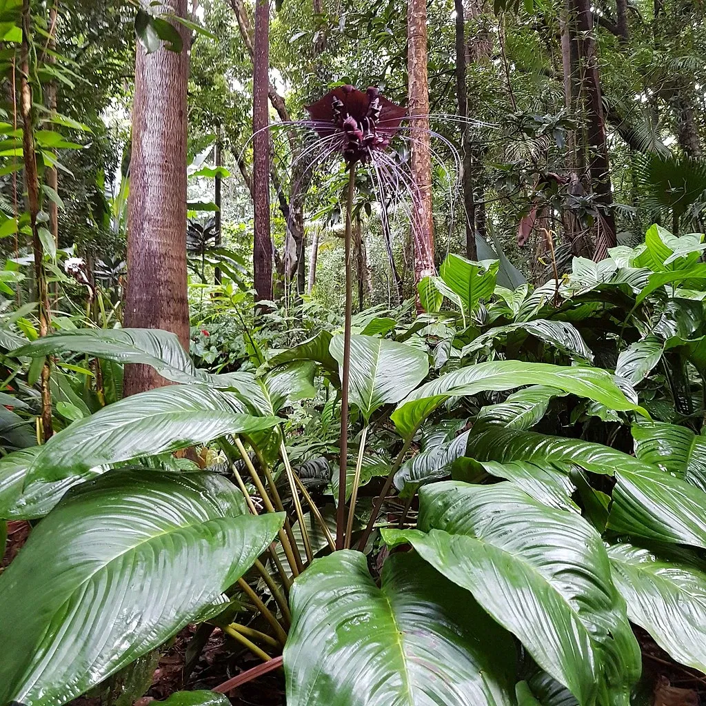 Jardin des Parfums et des Epices