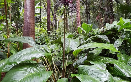 Jardin des Parfums et des Epices