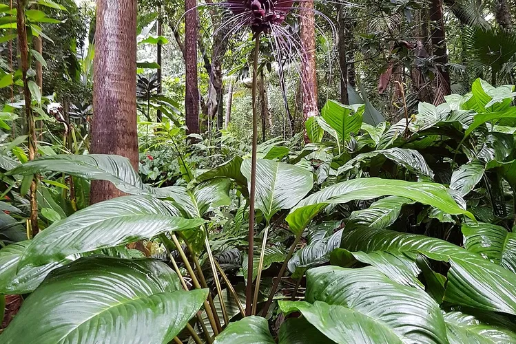 Jardin des Parfums et des Epices