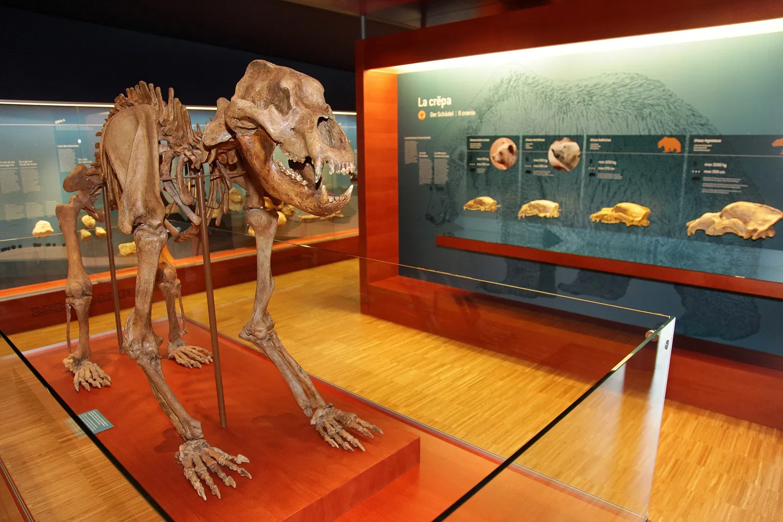 Museum Ladin Ursus ladinicus