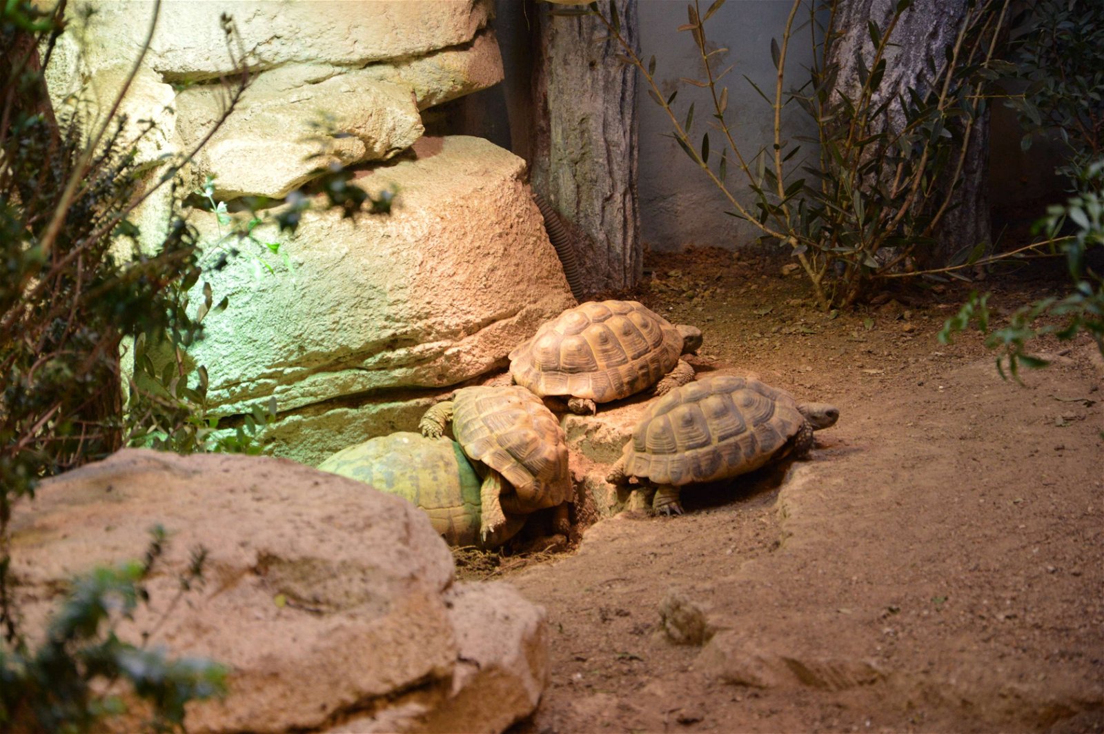 Parc zoologique de Paris
