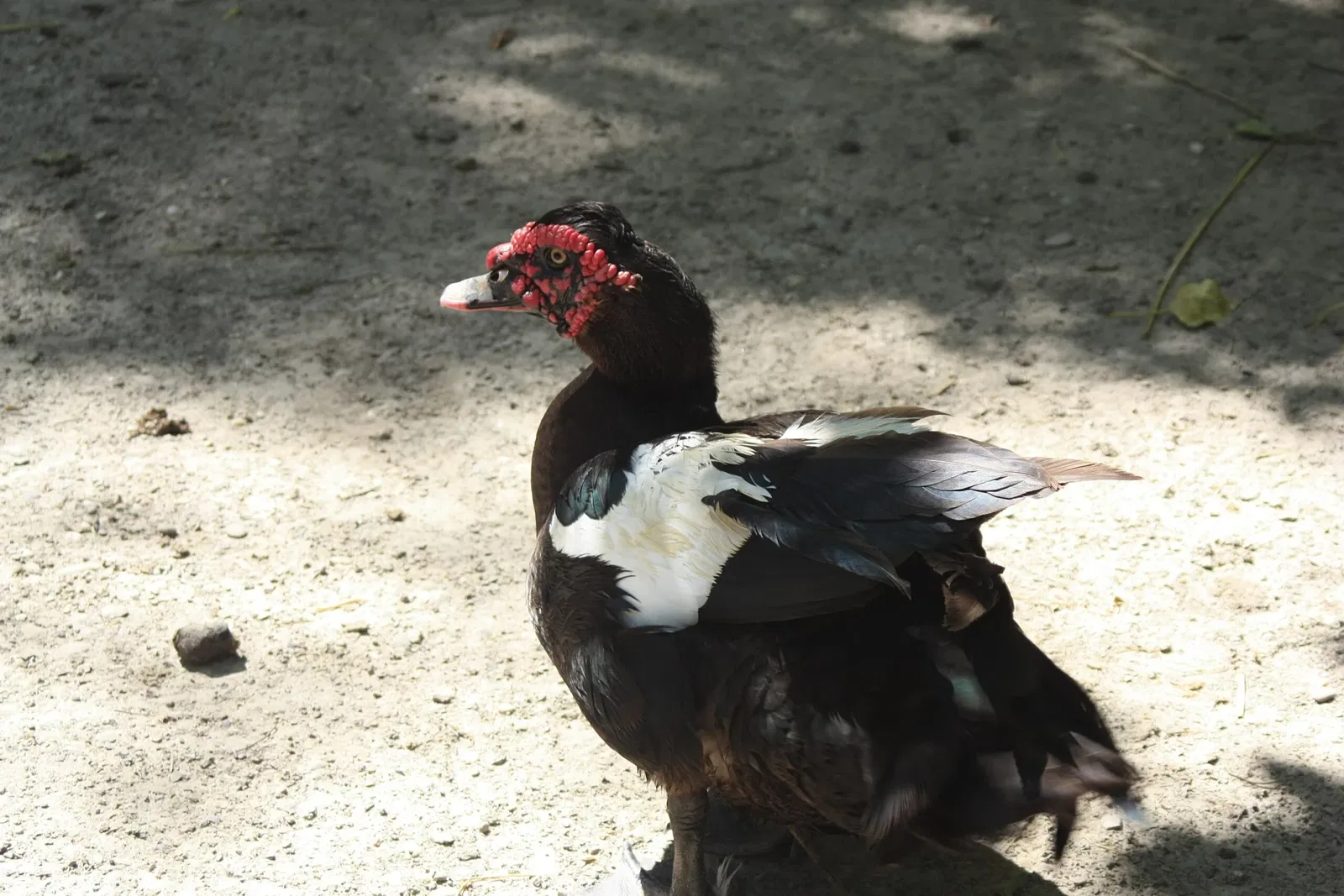 Parc Animalier Friedel