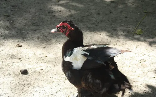 Parc Animalier Friedel