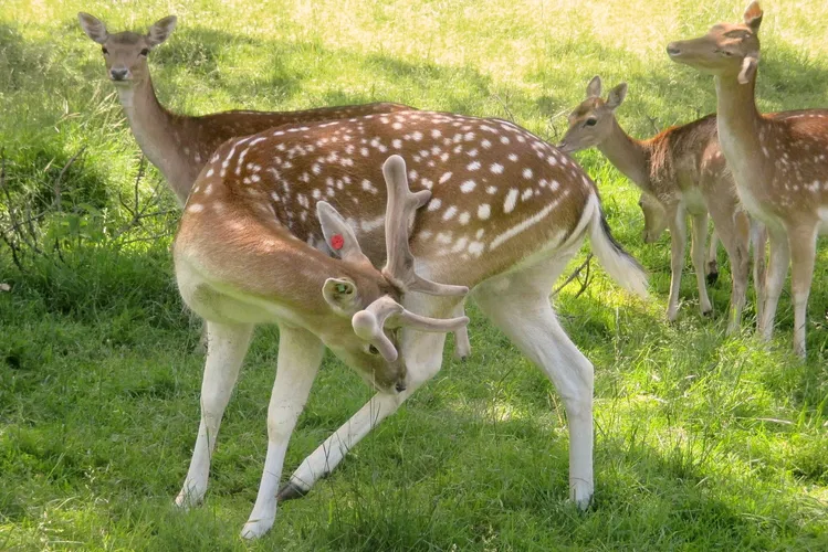 Zoo Mösseberg