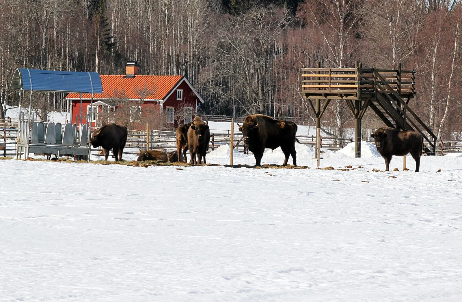 Avesta Bison Park