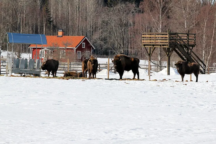 Avesta Bison Park