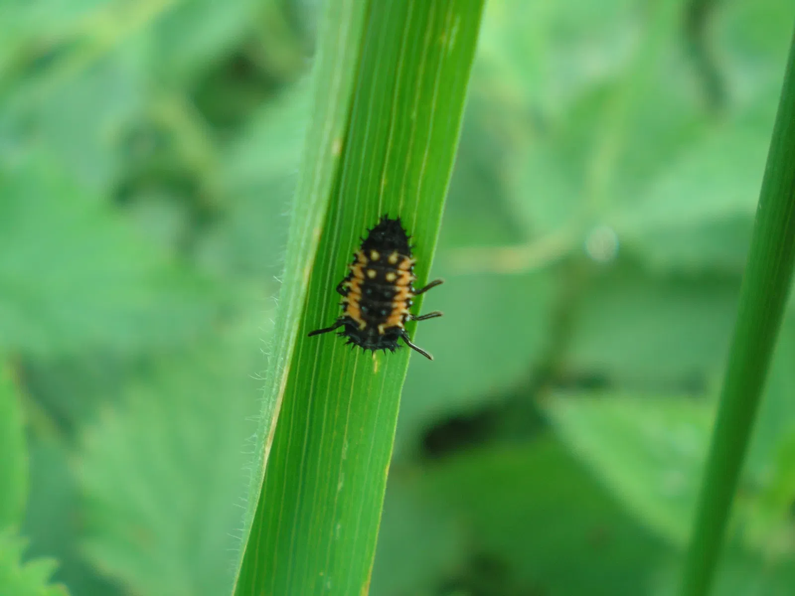 Ecomusée d'Hannonville