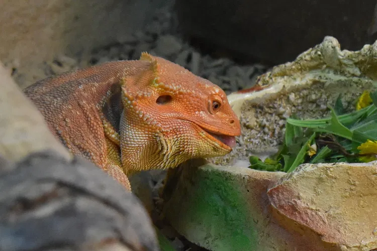 Reptilarium du Larzac
