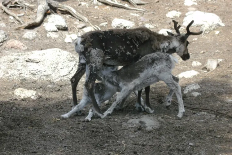 Junsele Zoo
