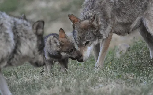 Parc Animalier de Casteil