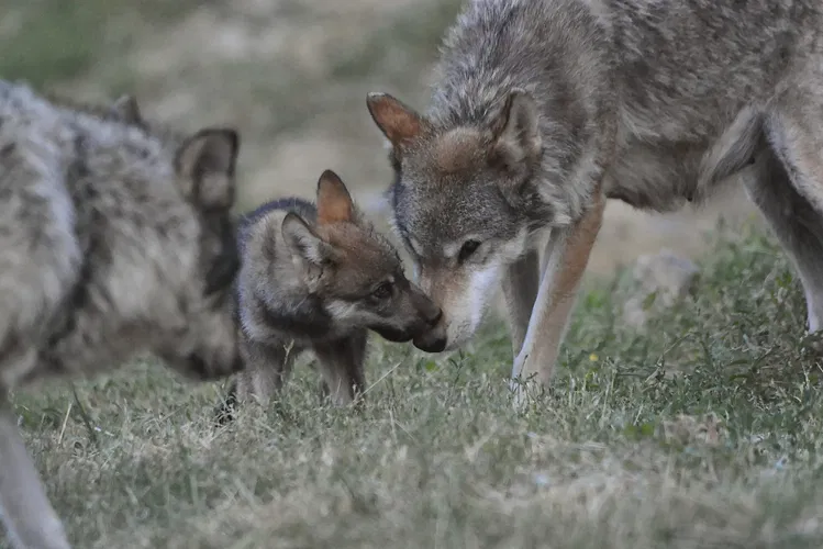 Parc Animalier de Casteil