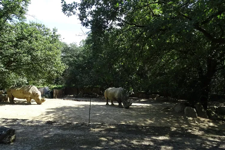 Zoological Park African Safari