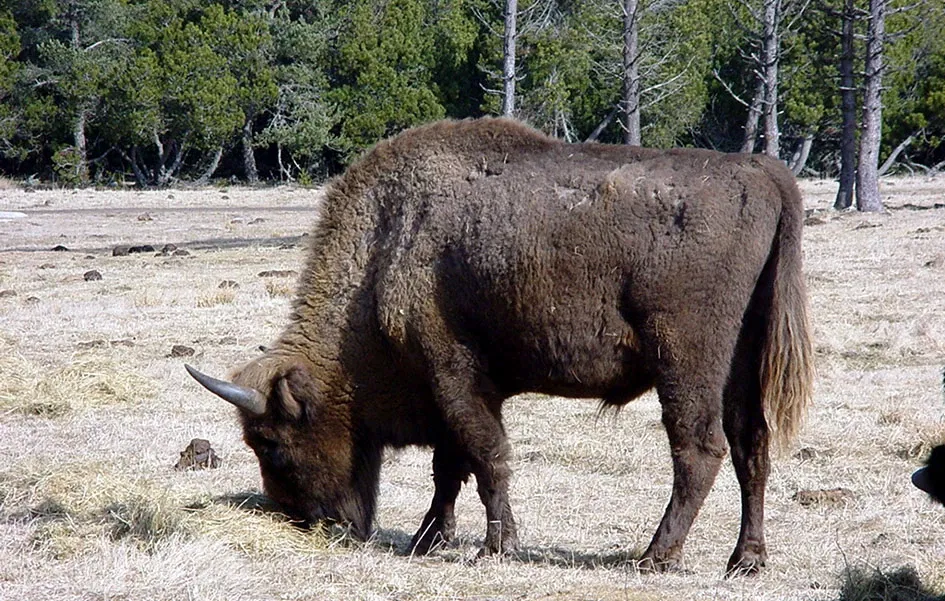 Reserve Bisons Margeride Europe