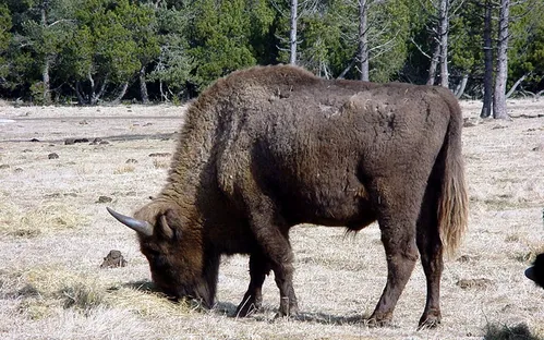 Reserve Bisons Margeride Europe