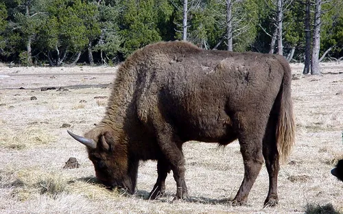 Réserve des Bisons d'Europe