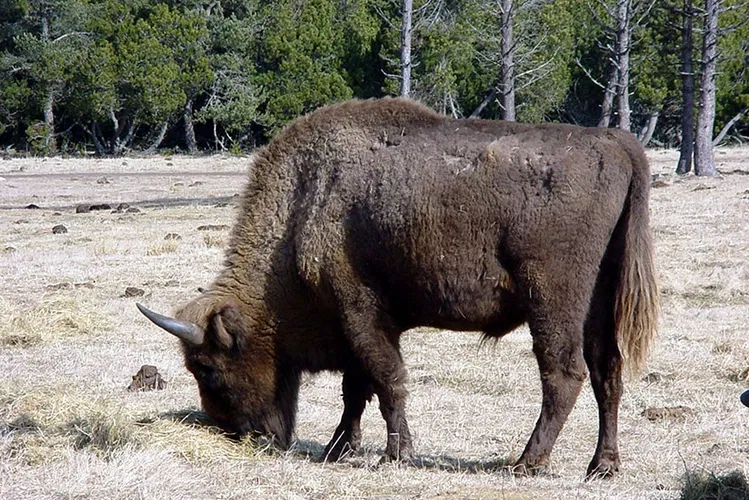 Réserve des Bisons d'Europe