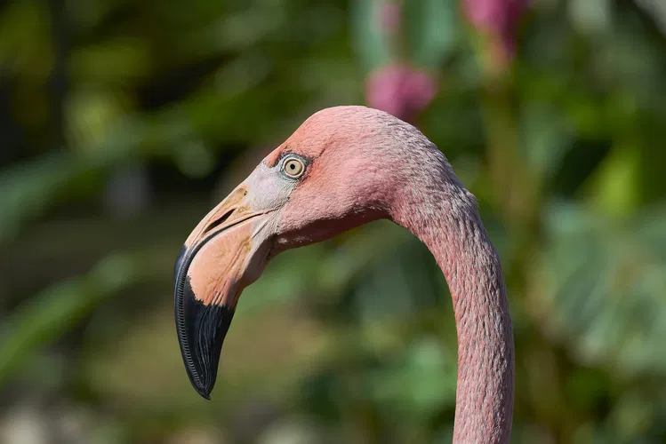 Basse Terre Botanical Garden