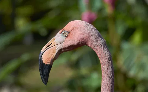 Jardin Botanique de Basse-Terre