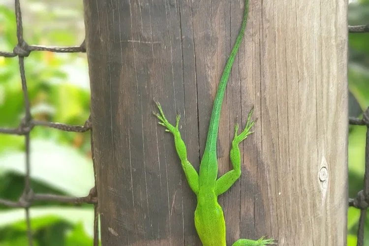 Zoo de Guadeloupe au Parc des Mamelles
