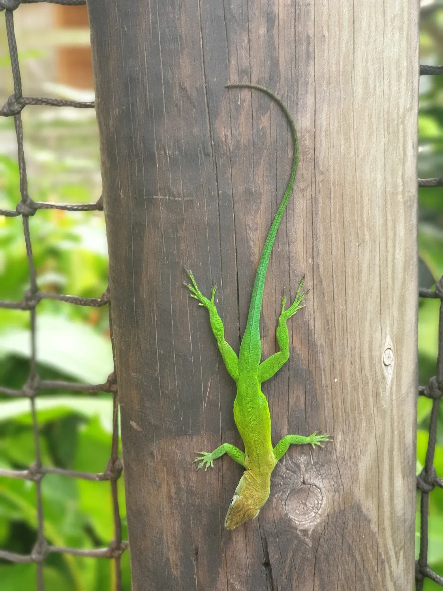 Zoo Guadeloupe and Botanical Garden