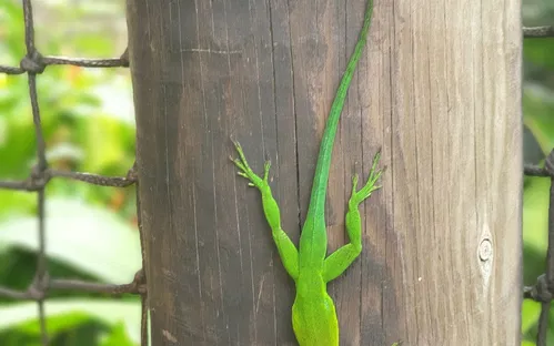 Zoo Guadeloupe and Botanical Garden