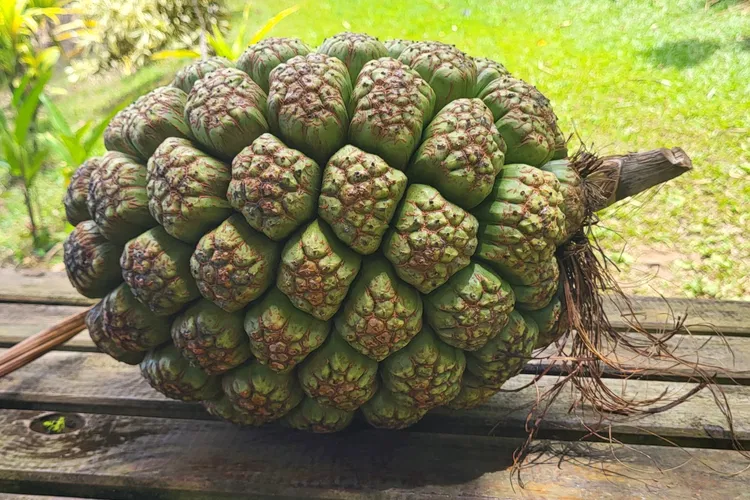 Le Jardin de la Montagne