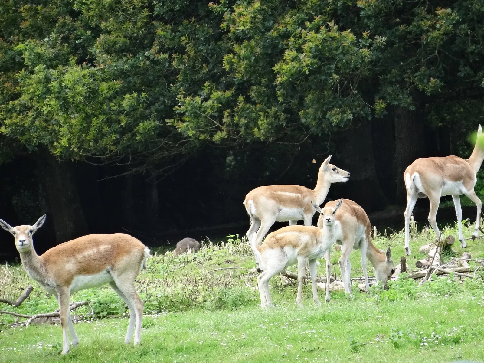 Réserve Zoologique de Sauvage