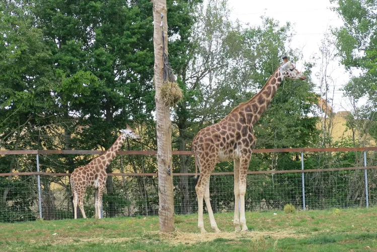Zoo du Bois d'Attilly