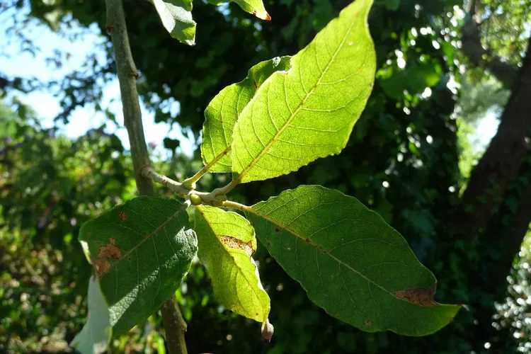 Jardin de los olfatos