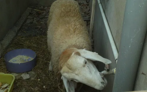 Natur'Zoo de Mervent