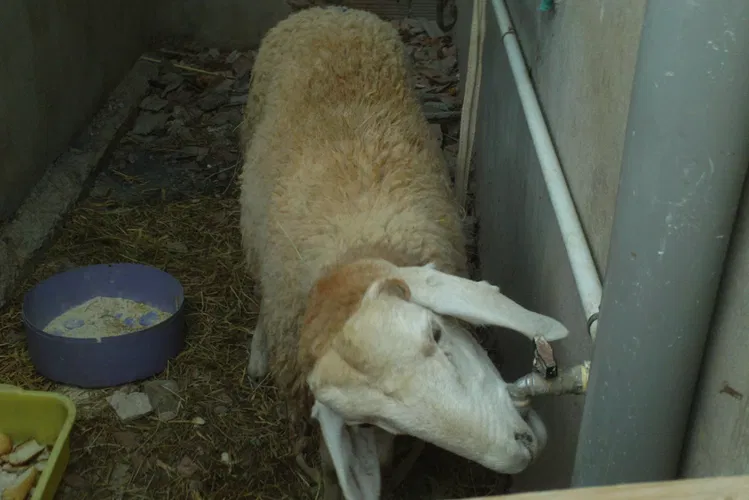 Natur'Zoo de Mervent