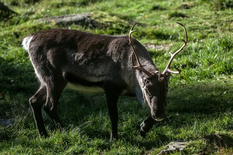 Järvzoo