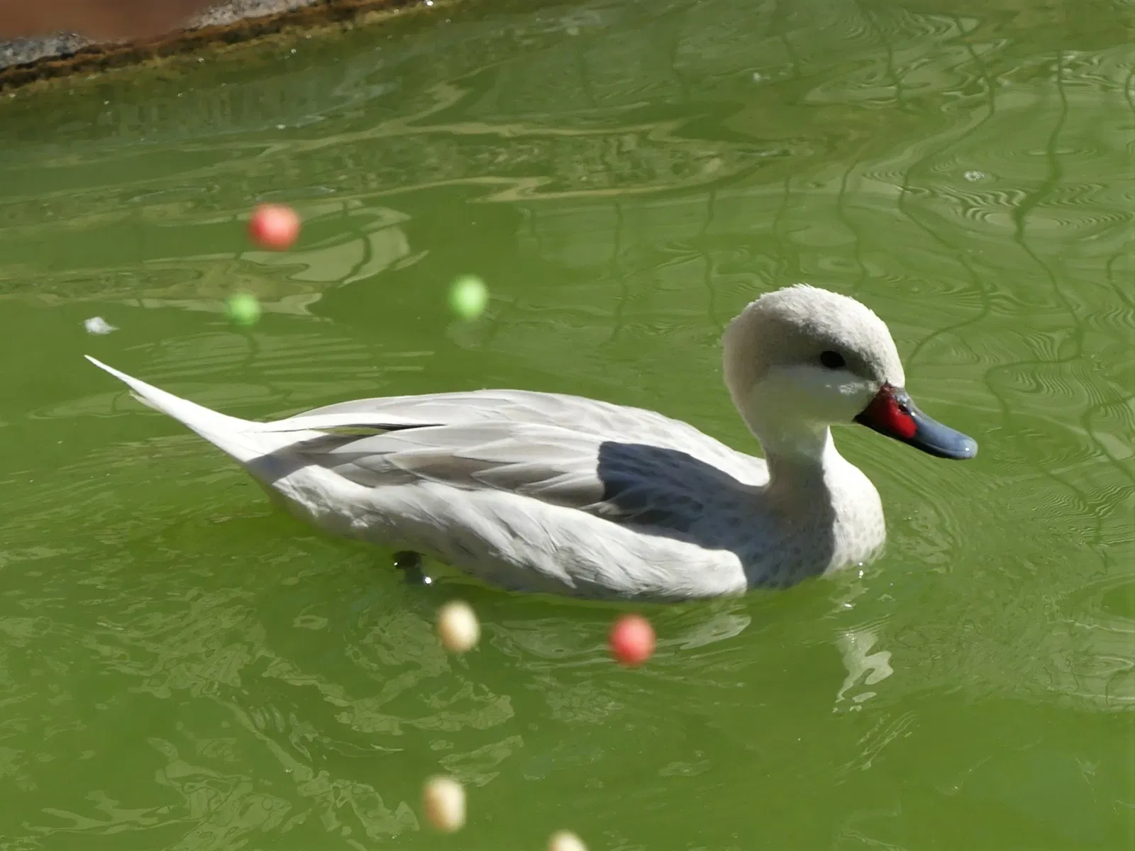 Zoo Refuge de Mescoules
