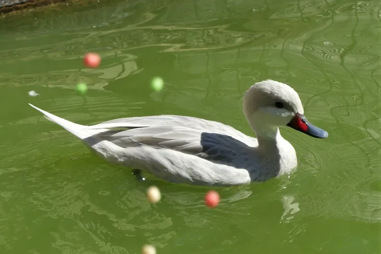 Zoo Refuge de Mescoules