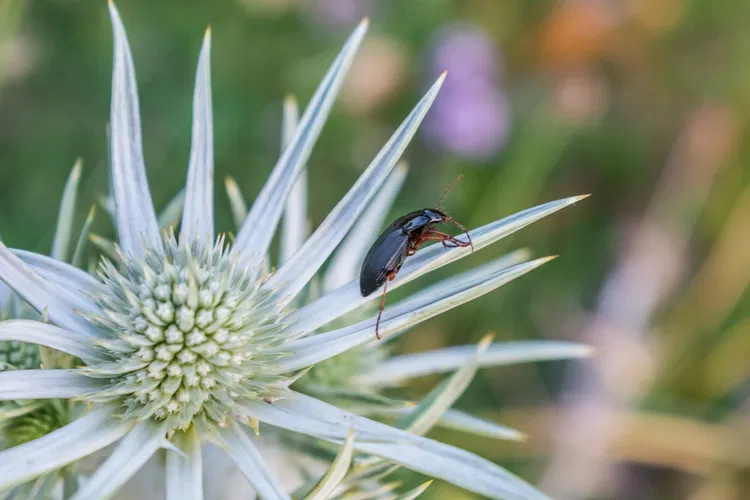 Le Parc National des Pyrénées