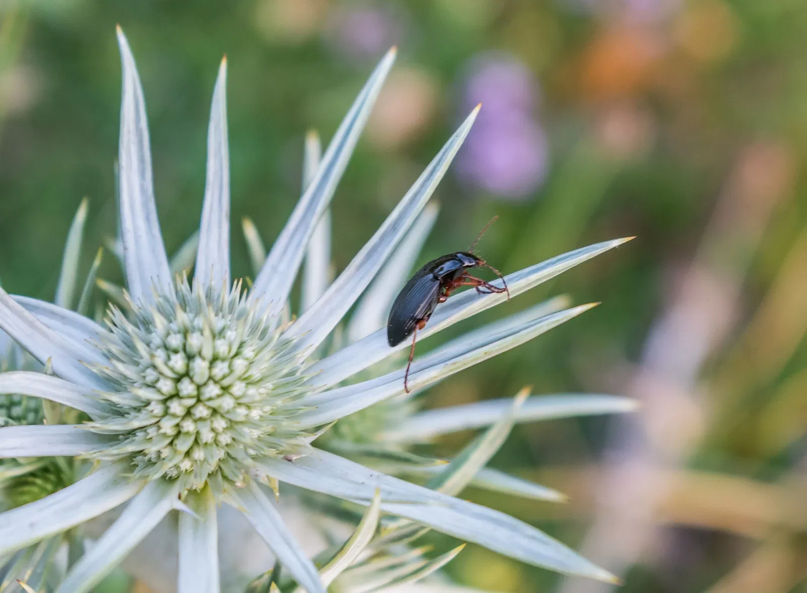 Pyrenees National Park