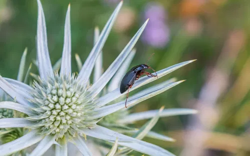 Pyrenees National Park