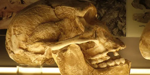 Exposition temporaire « La Touraine tropicale »