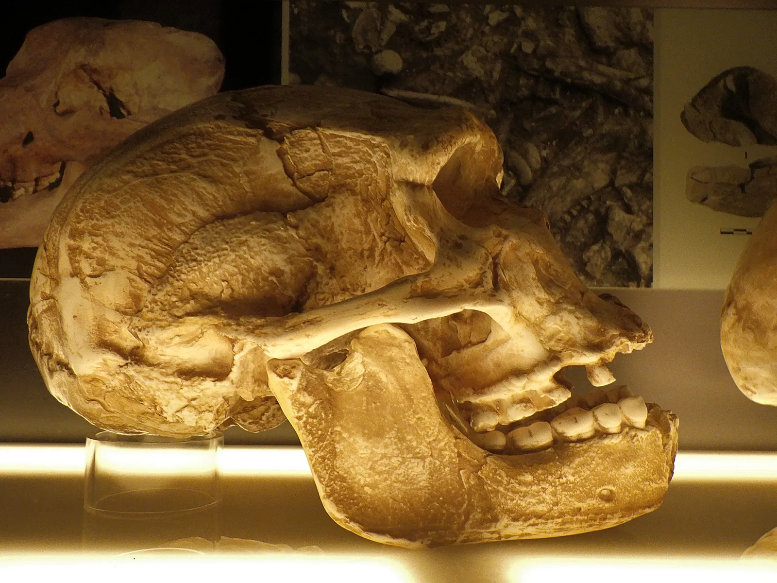 Prehistory Museum of Le Grand-Pressigny