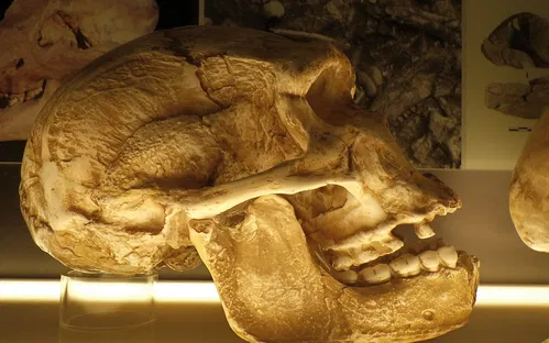 Prehistory Museum of Le Grand-Pressigny