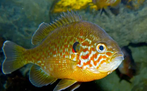 Aquarium de Touraine