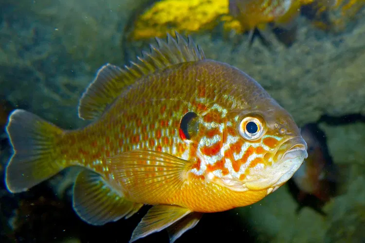 Aquarium de Touraine