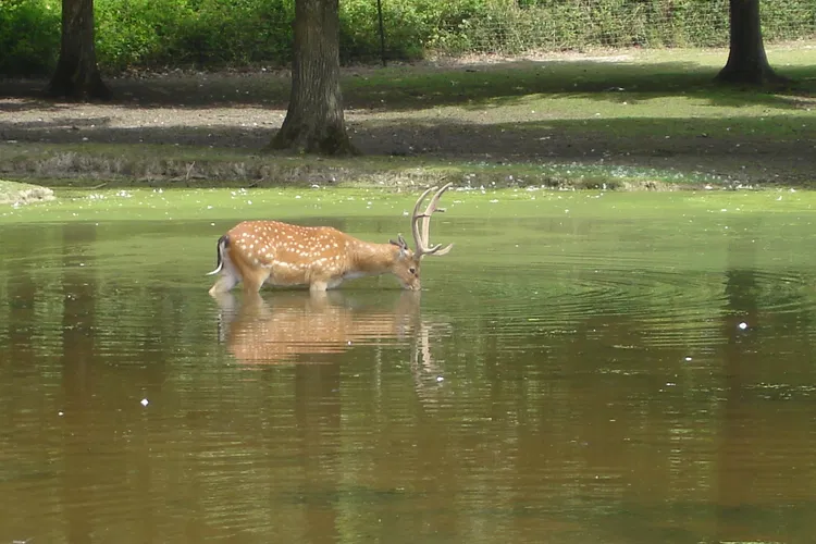 Réserve Zoologique de la Haute-Touche