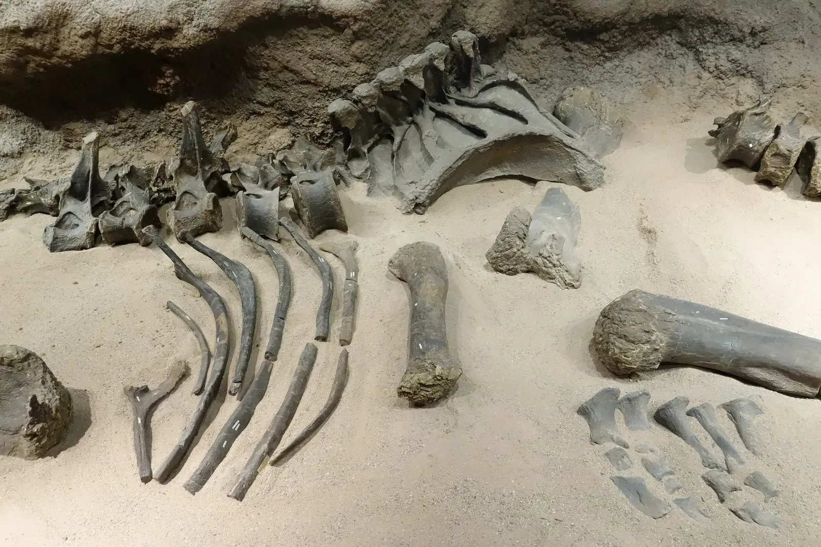 Utah Field House of Natural History State Park Museum