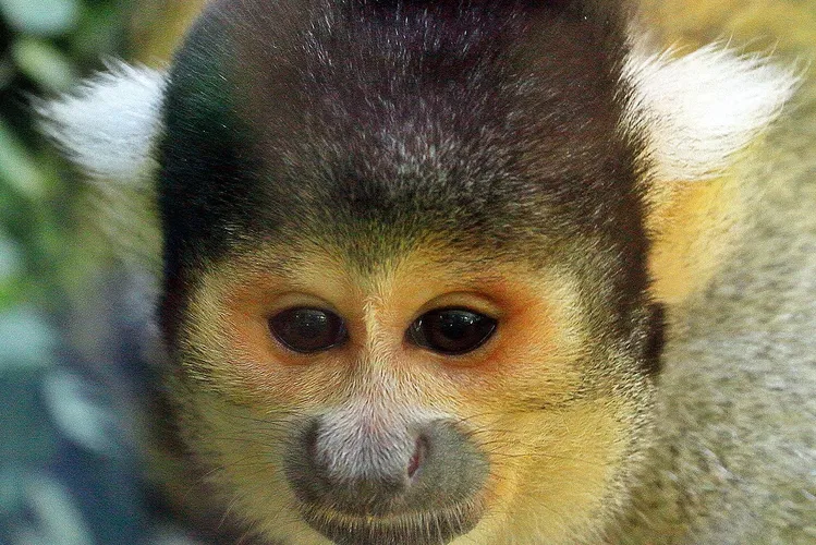 Mogo Wildlife Park
