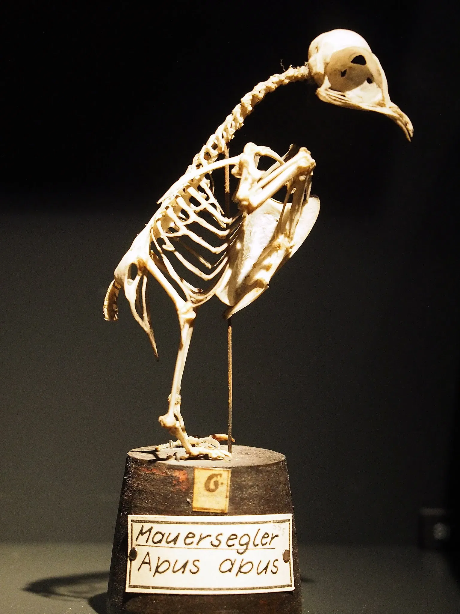 Goethe-Nationalmuseum